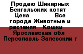 Продаю Шикарных Бенгальских котят › Цена ­ 17 000 - Все города Животные и растения » Кошки   . Ярославская обл.,Переславль-Залесский г.